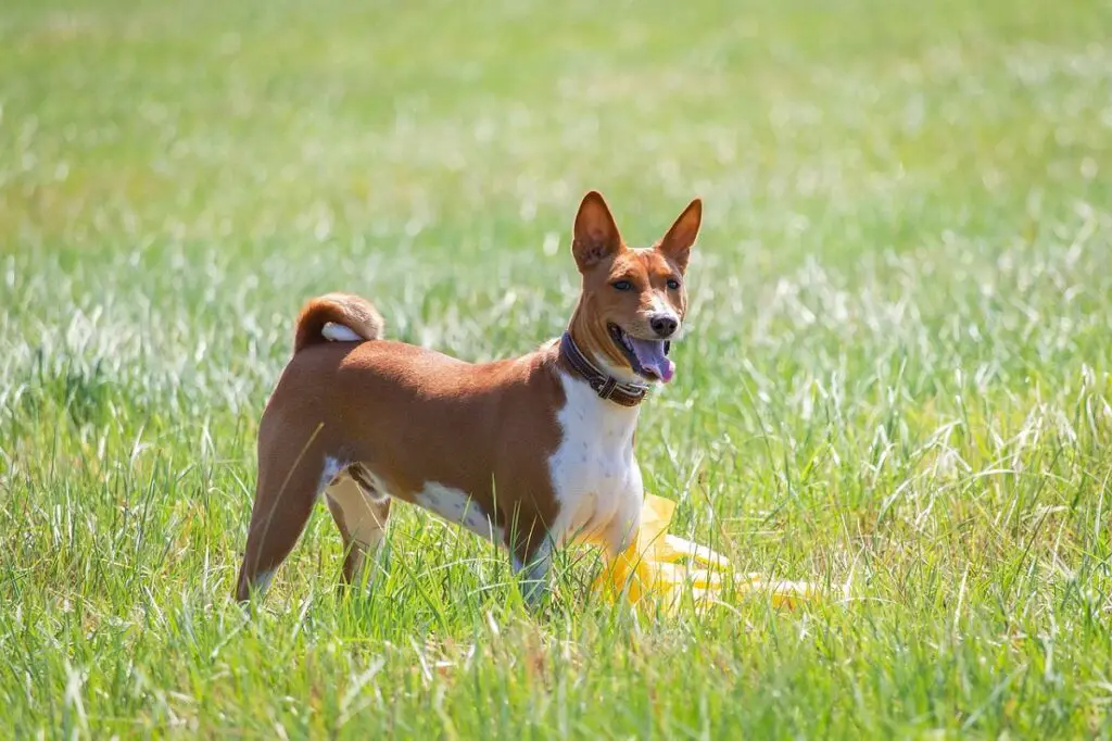 Hunde, die nicht haaren