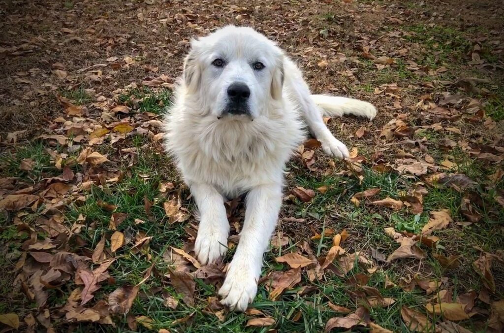 Hunde, die nicht viel bellen und in Ruhe gelassen werden können
