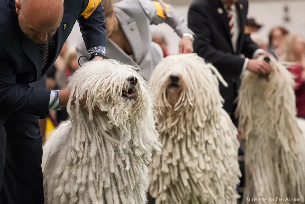 Hunde, die nicht haaren