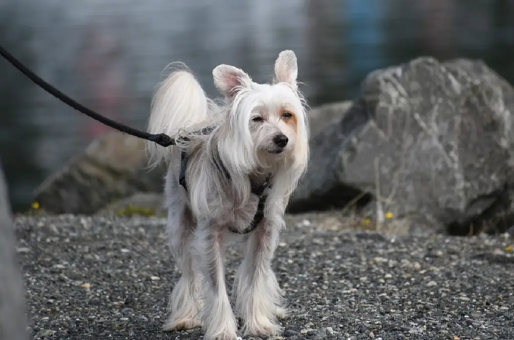 Hunde, die keine Haare verlieren