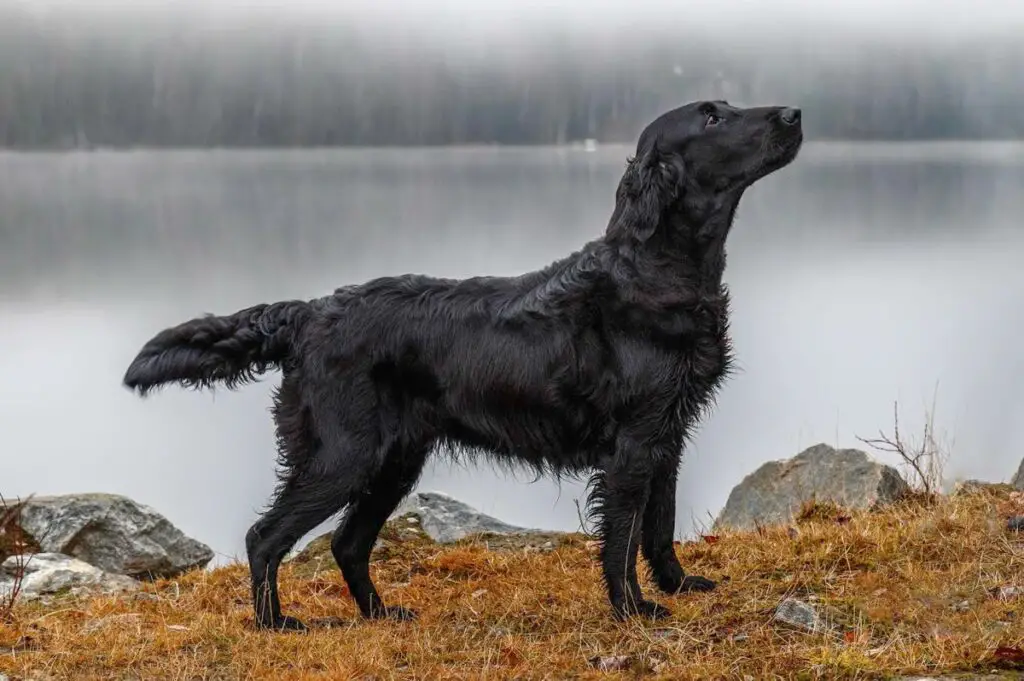 Hunde, die gerne schwimmen
