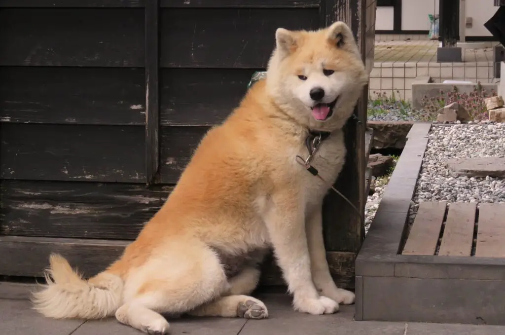 Hunde, die wie Huskys aussehen
