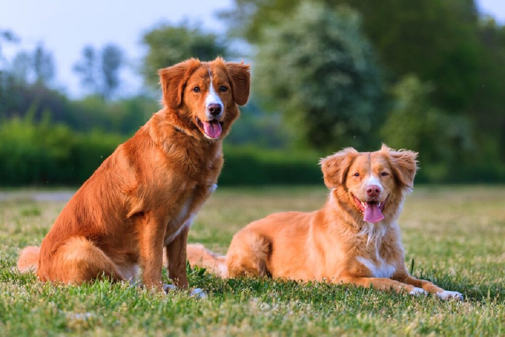 Hunde, die gerne schwimmen
