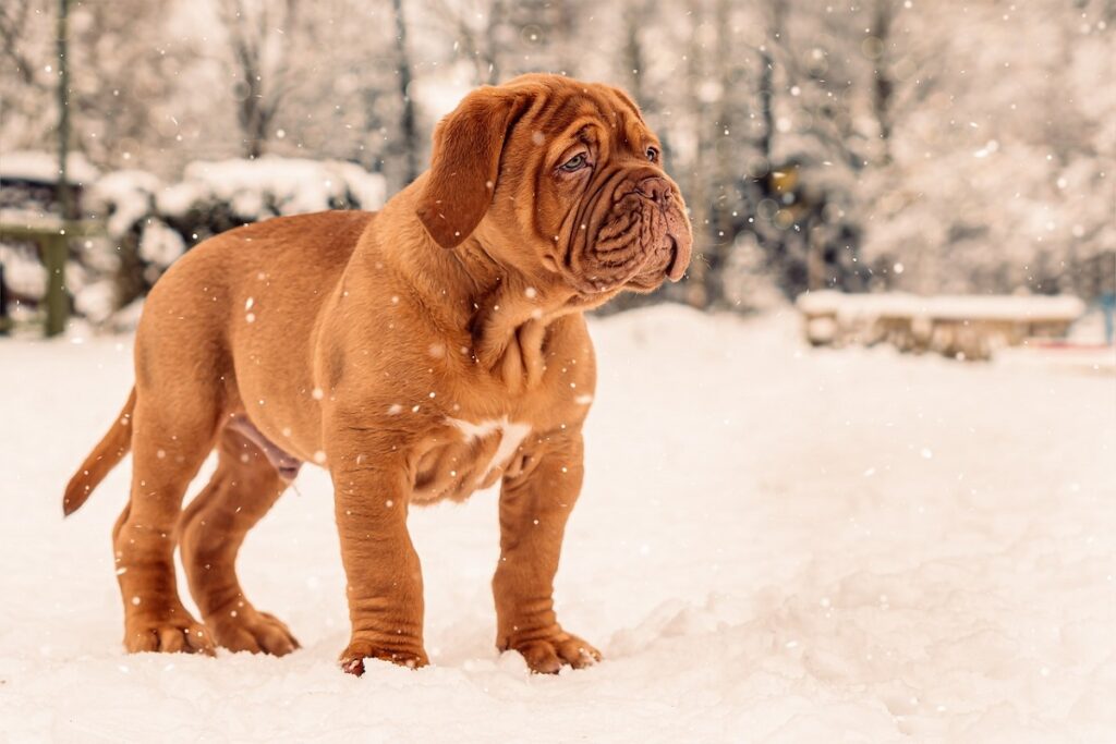 Hunde mit schlaffen Gesichtern
