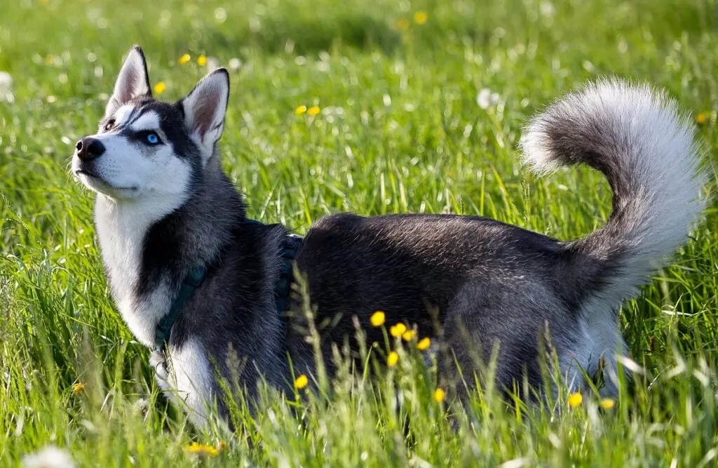 Hunde mit den geringsten gesundheitlichen Problemen
