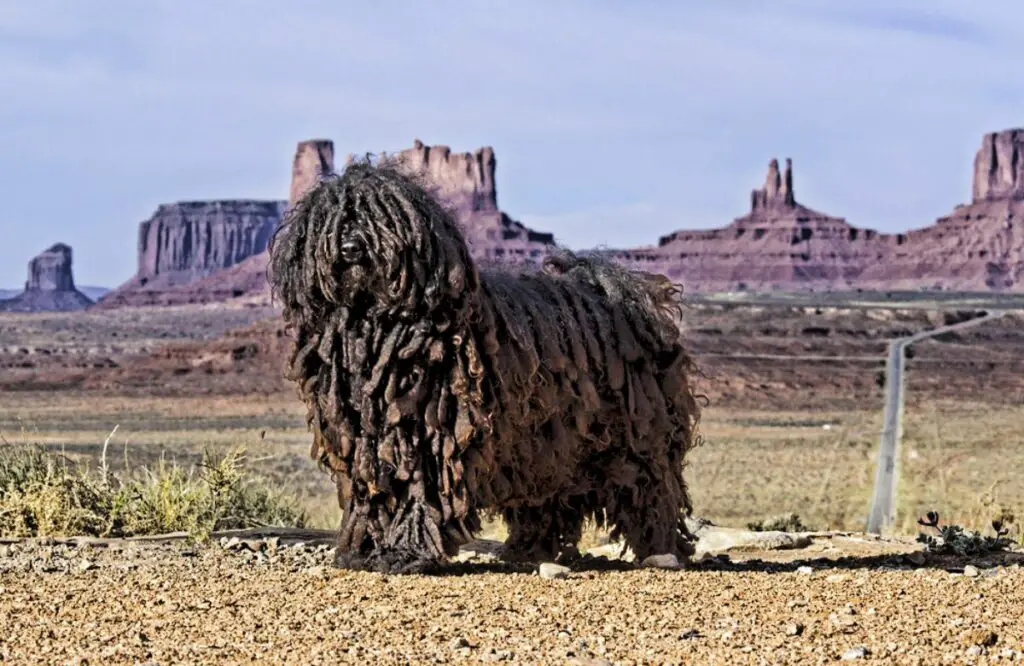 Hunde mit langen Haaren
