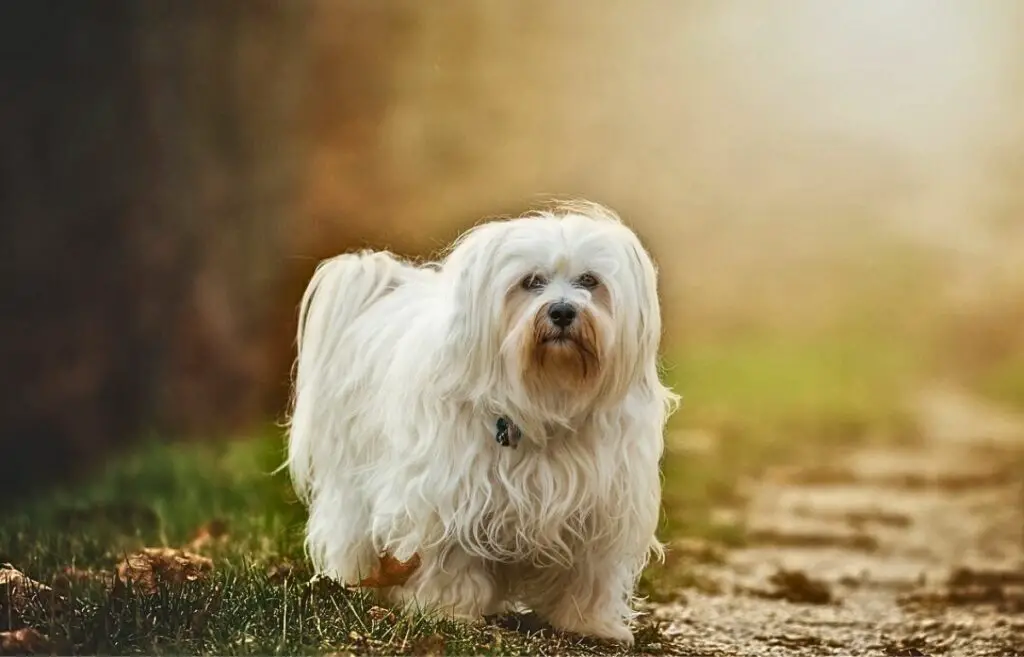 Hunde mit langen, glatten Haaren
