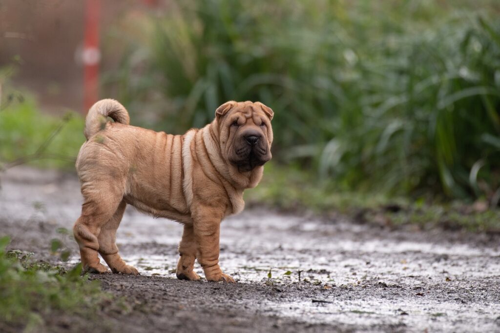 Hund mit hängendem Gesicht
