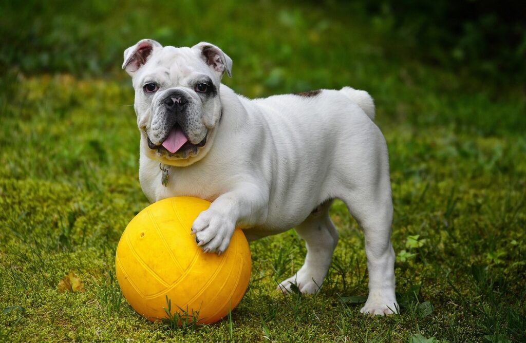 Englische Bulldogge