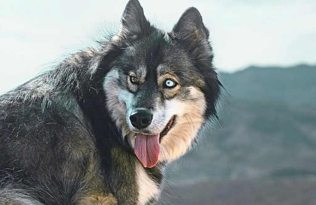 flauschige Husky-Rasse
