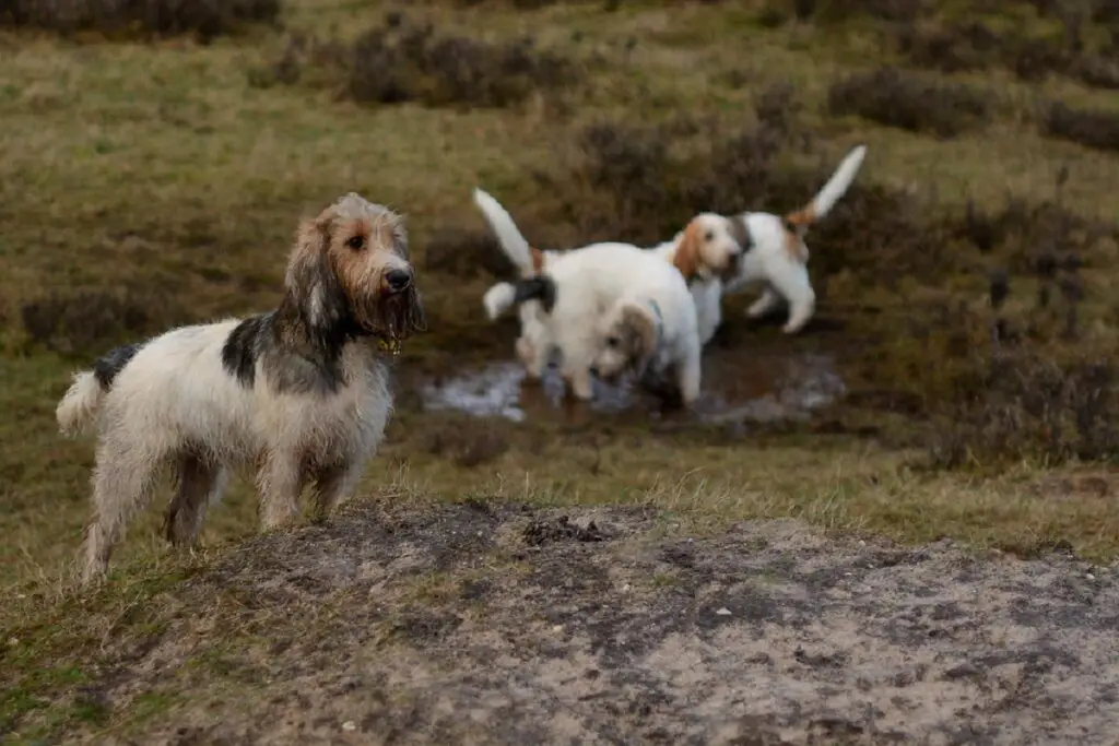 freundliche Hunde
