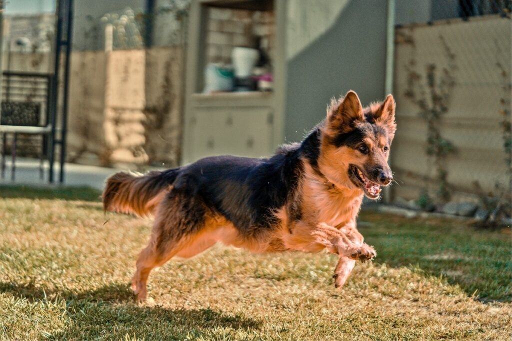 Deutscher Schäferhund läuft
