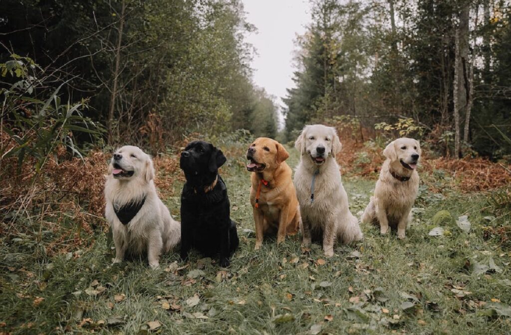 Felltyp des Golden Retrievers