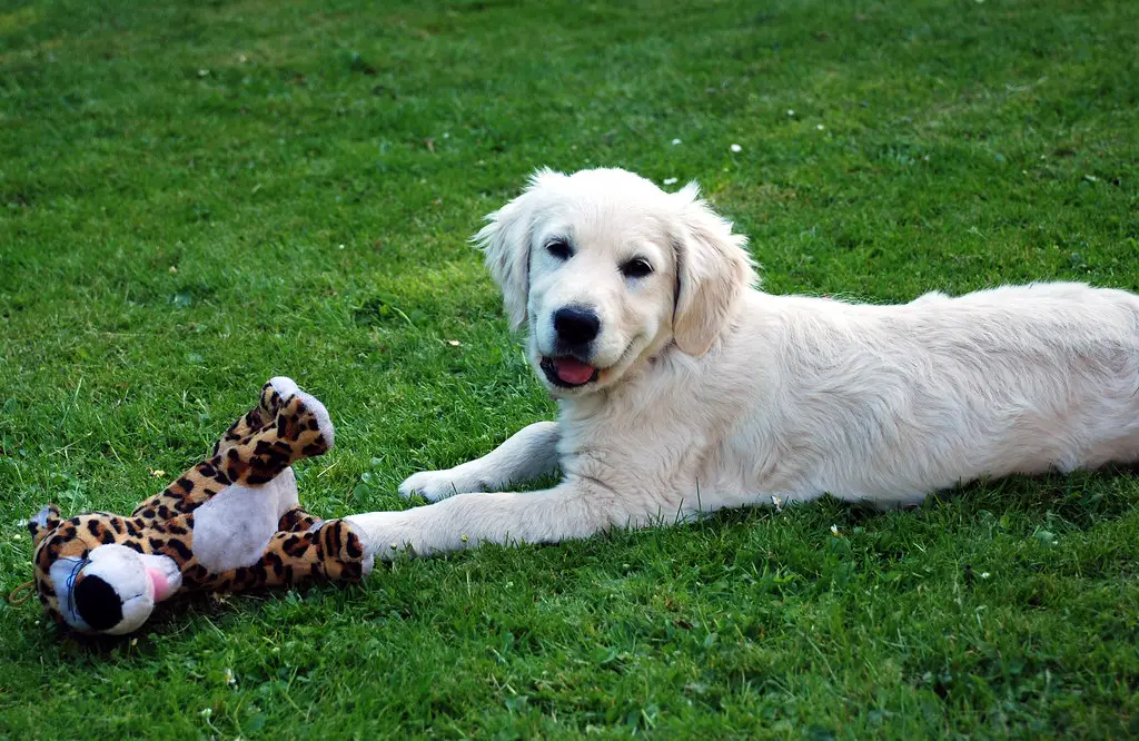 Golden Retriever Labrador Mix Welpe
