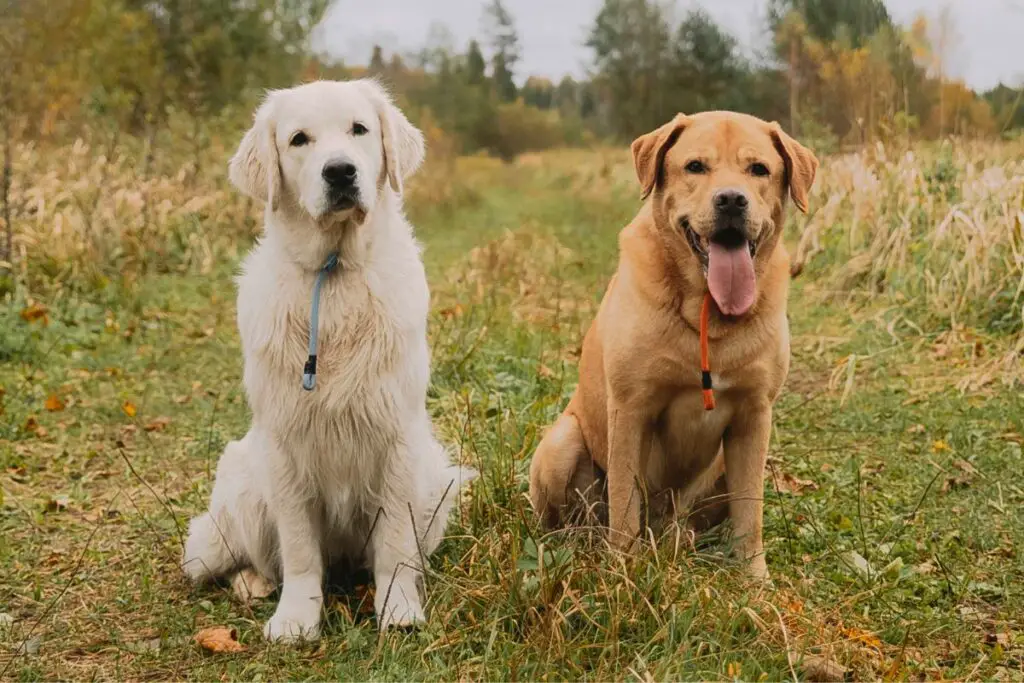 Golden Retriever Labrador
