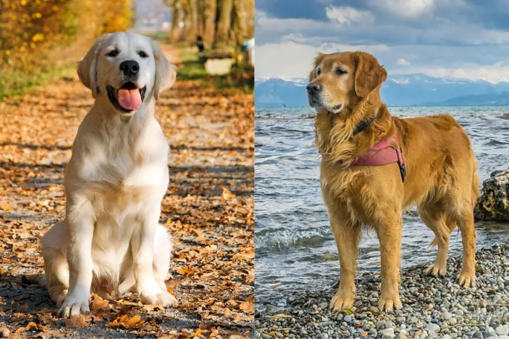 goldene Retriever