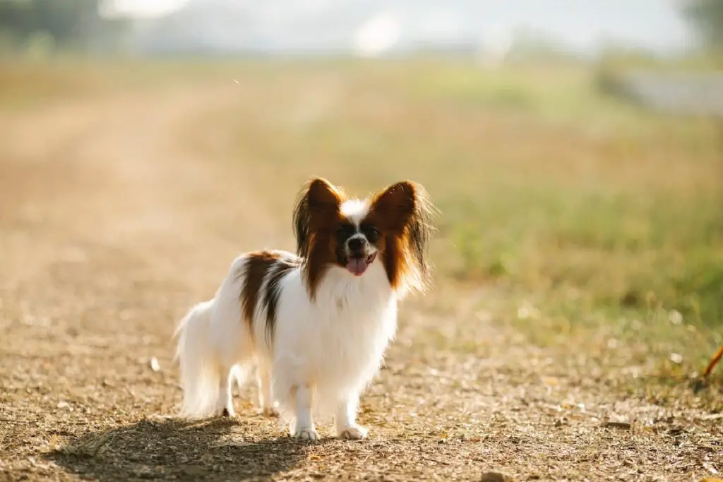 Gute Hunde für Erstbesitzer
