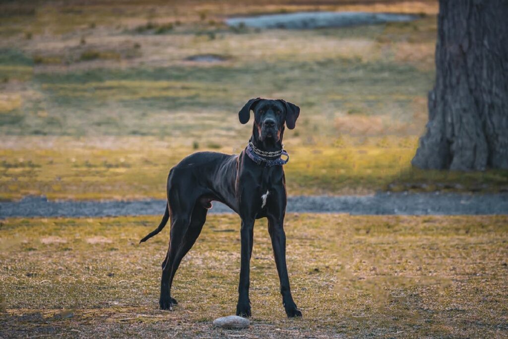 Deutsche Dogge Geschwindigkeit
