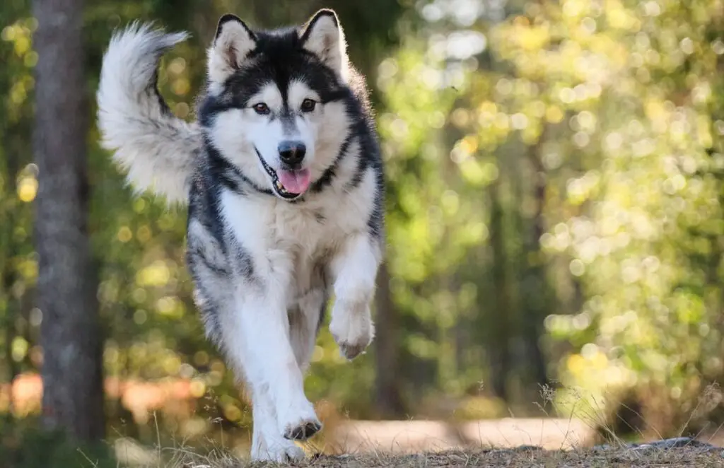 hübscher Hund
