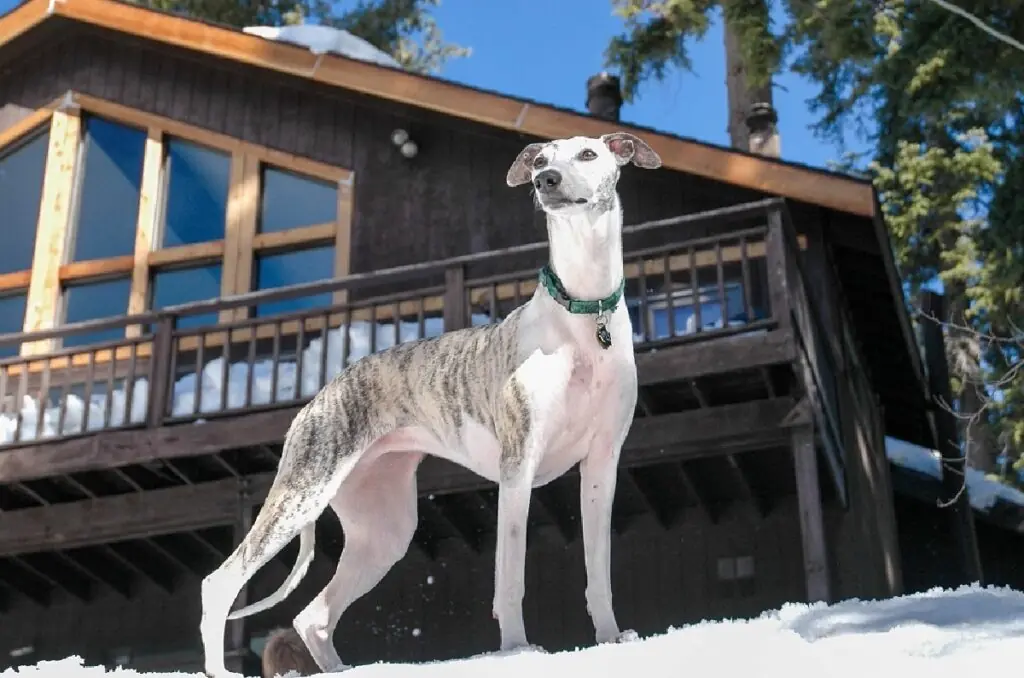 gesunde Hunde großer Rassen