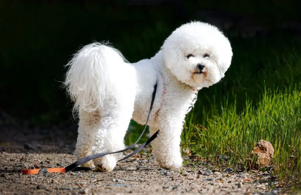 gesunde Hunde kleiner Rassen
