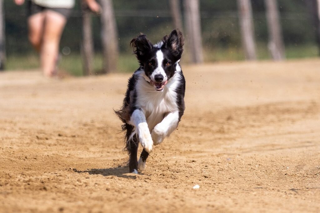 Wie schnell kann ein Border Collie laufen?
