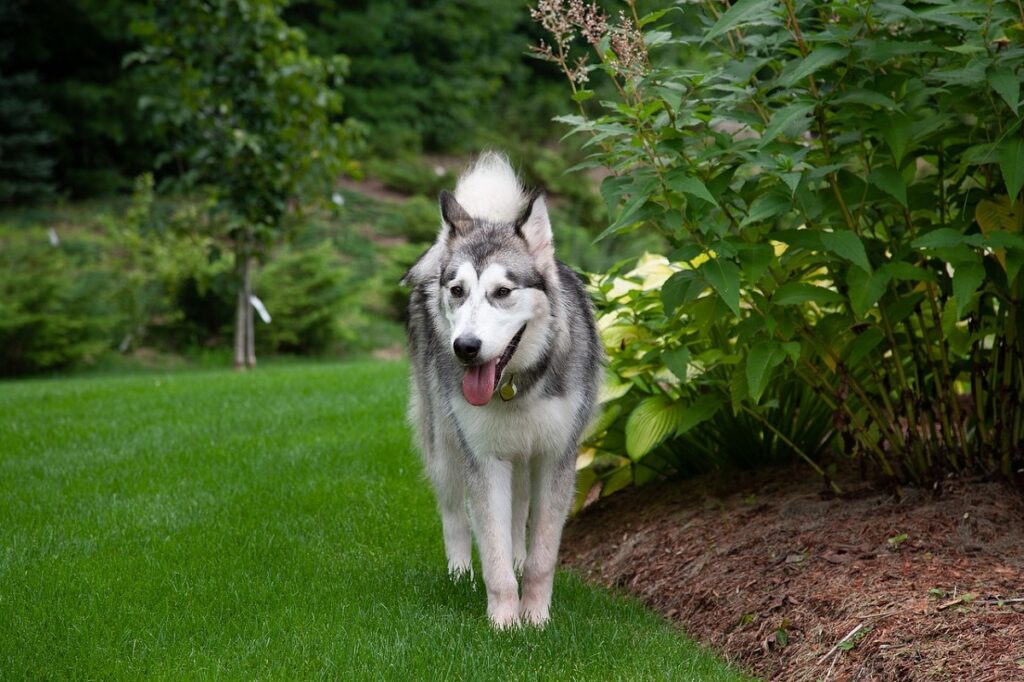 Wie schnell kann ein Husky laufen?
