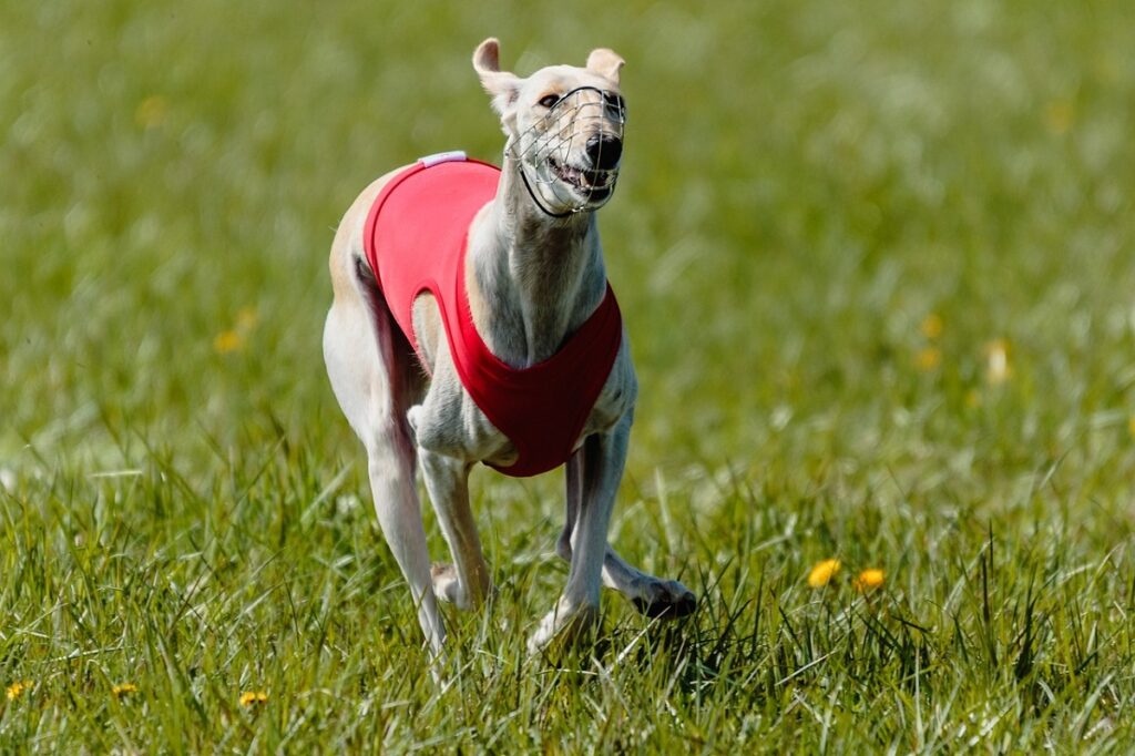 Wie schnell kann ein Whippet laufen?
