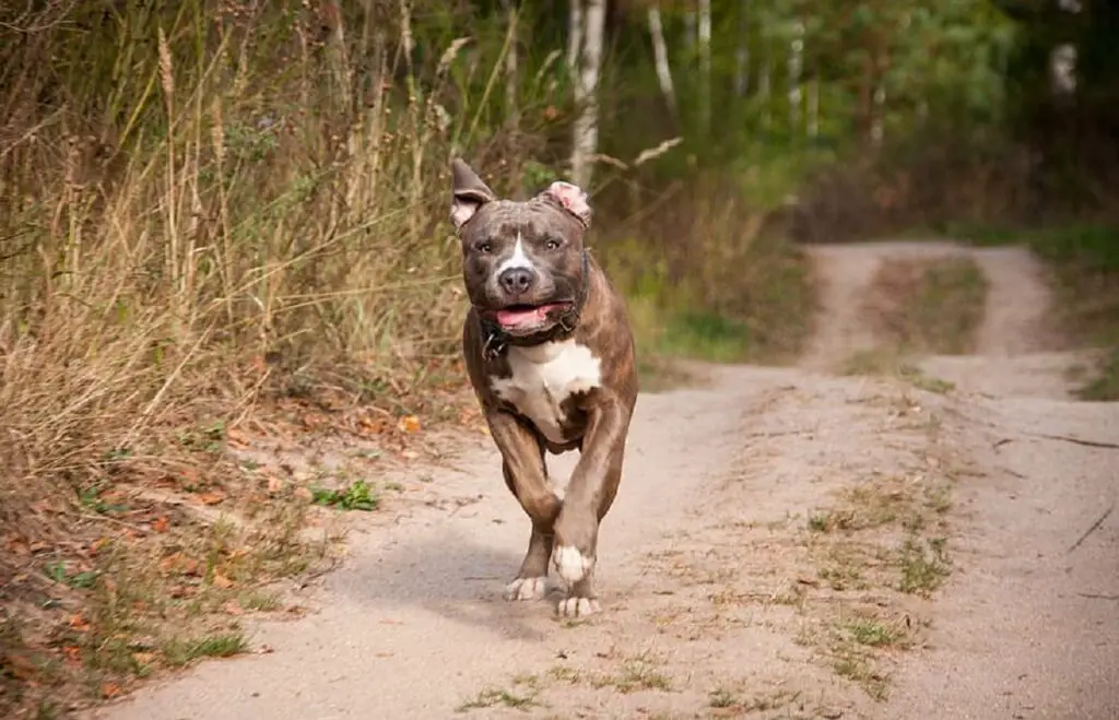 Wie lange leben Pitbulls? 