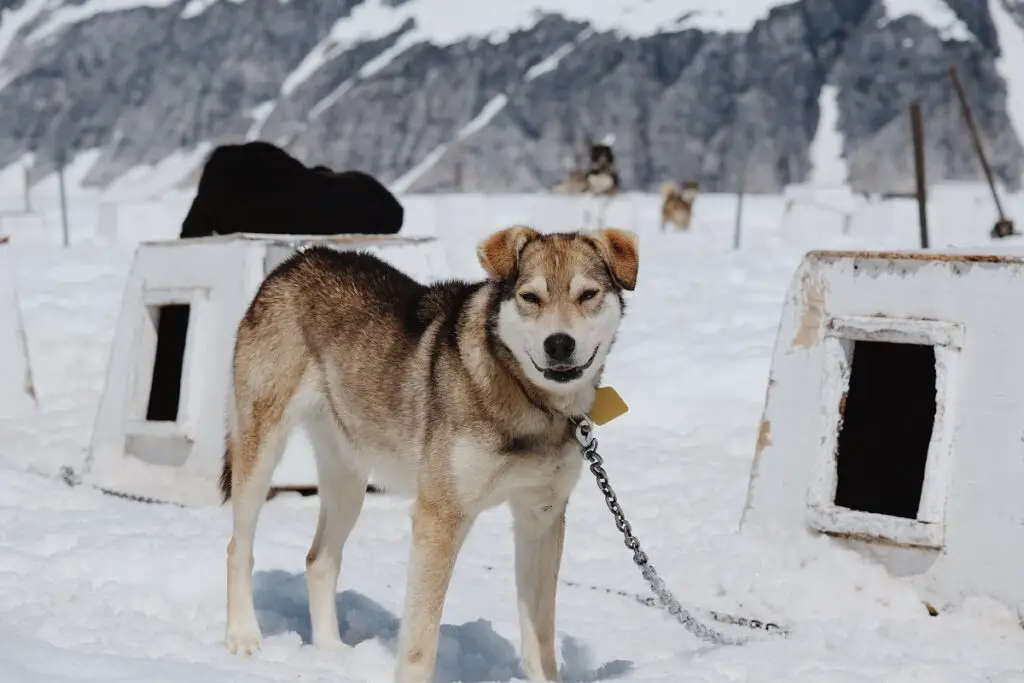 Wie viele Husky-Rassen gibt es?
