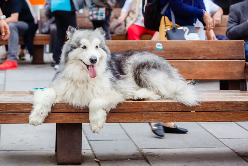 Husky-Hund
