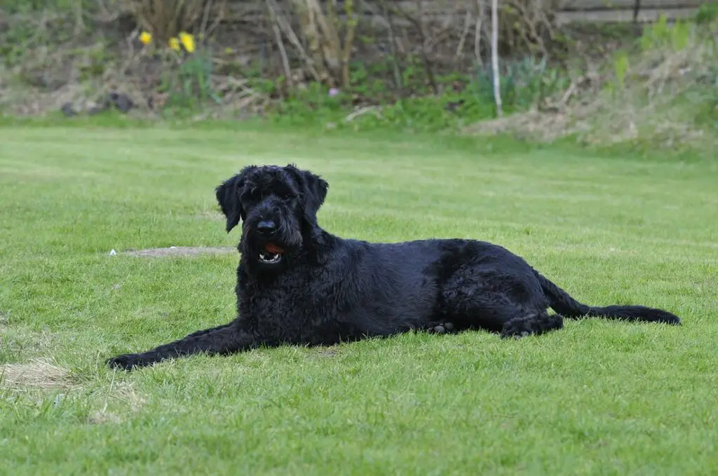 hypoallergene Hunde, die nicht haaren
