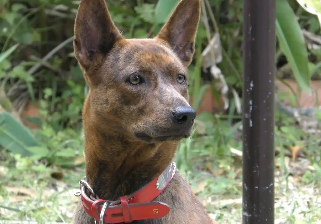 Inu Japanisch
