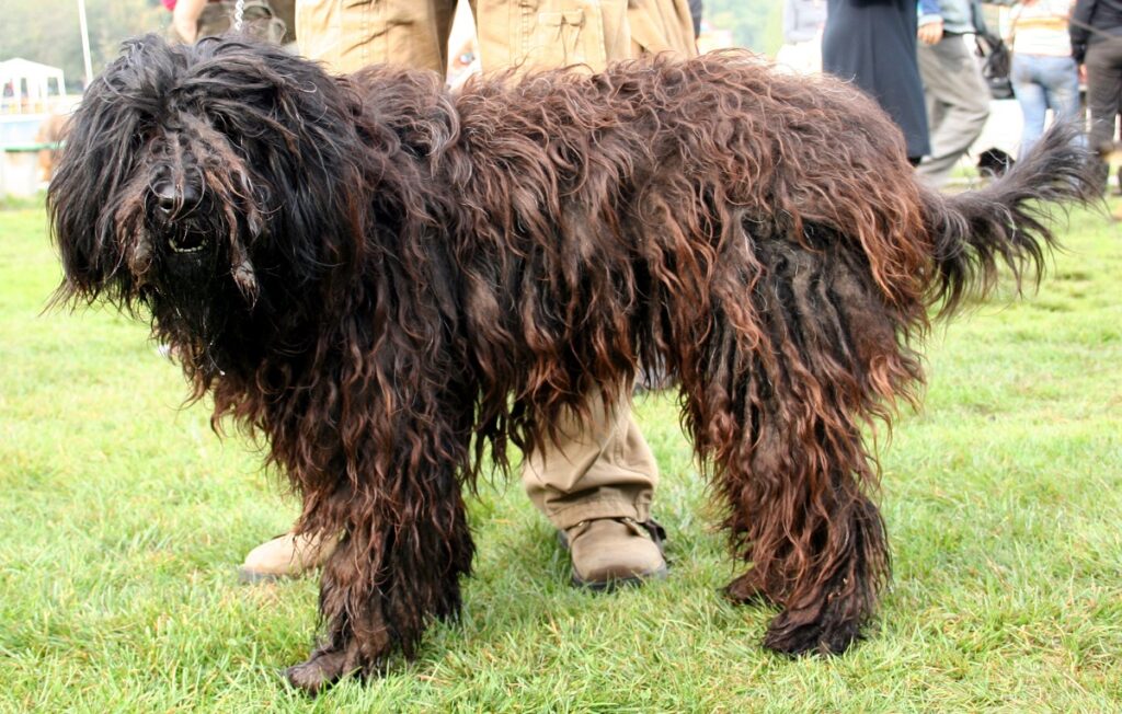 italienischer Schäferhund