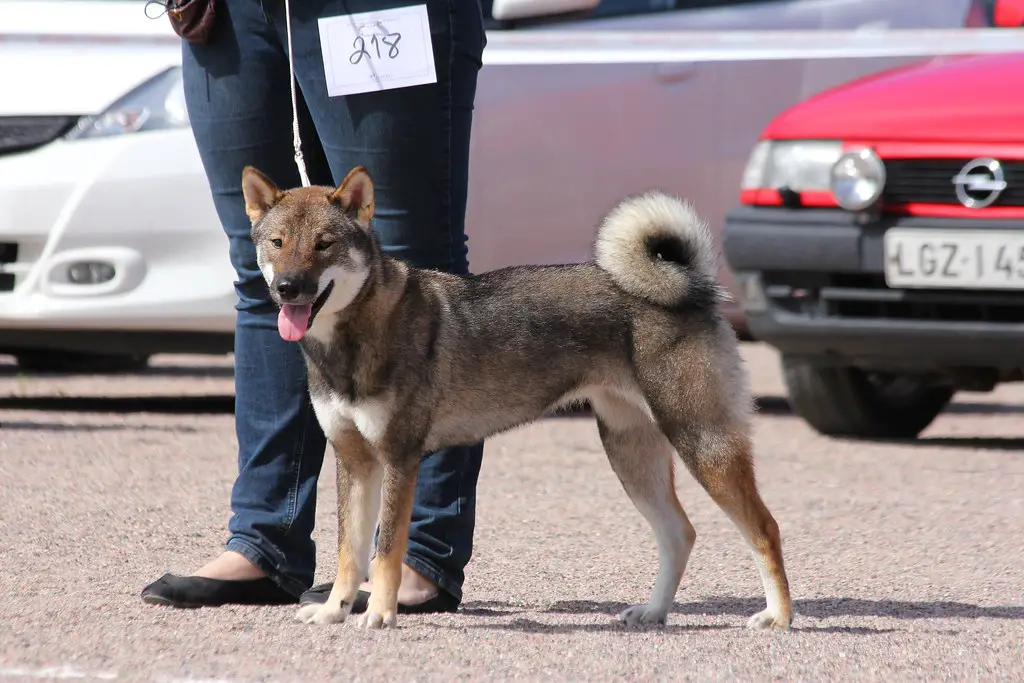 japanische große Hunde
