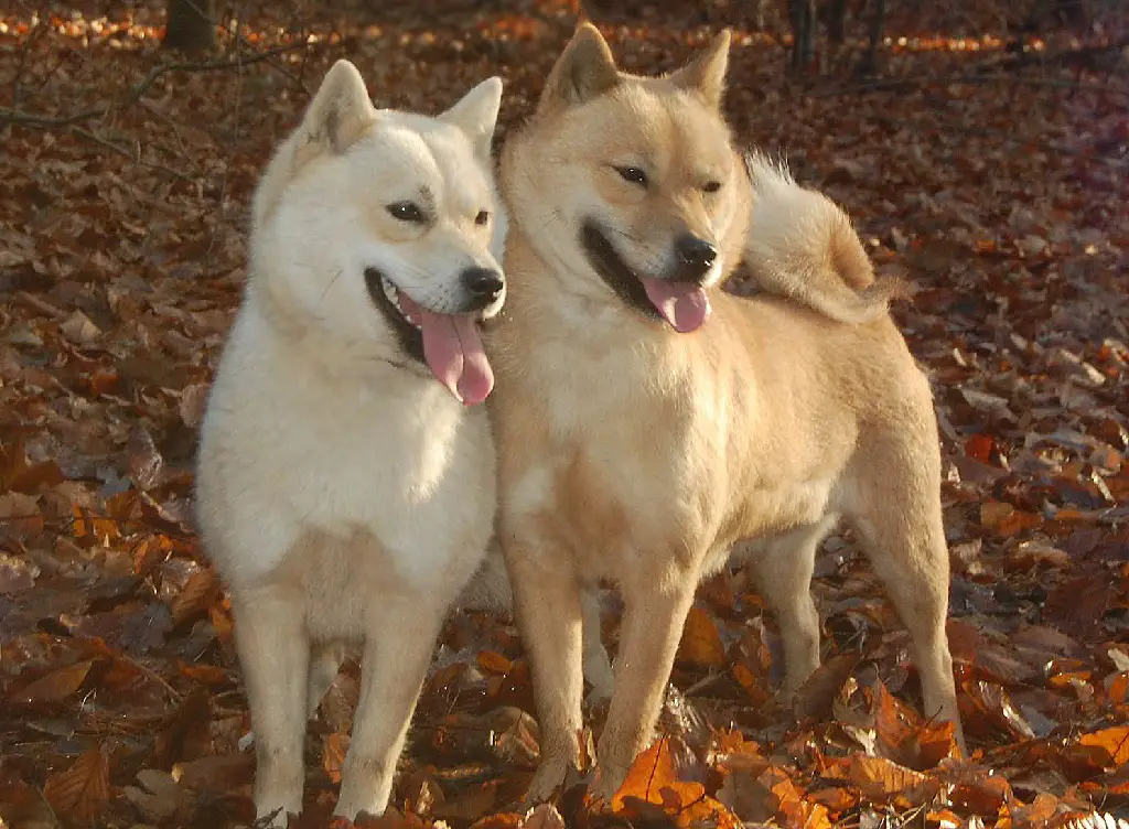 japanischer Hund
