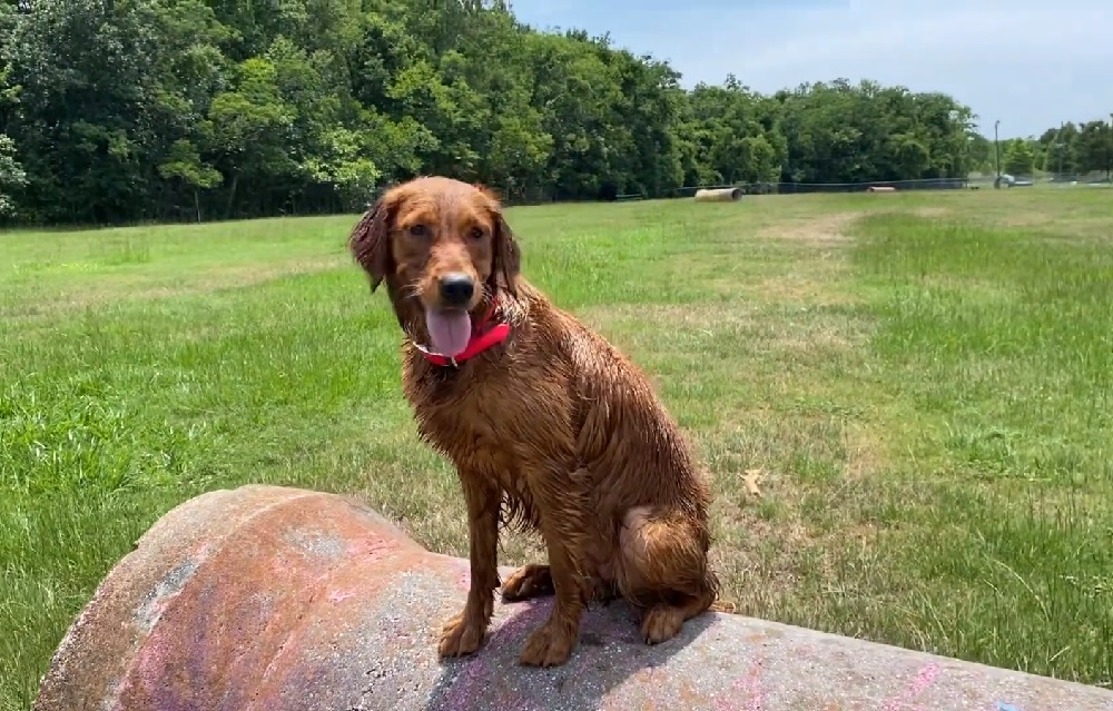 Arten von Golden Retrievern
