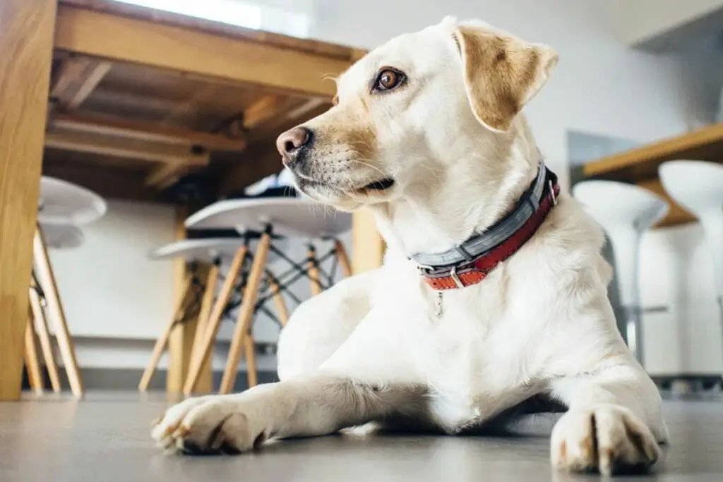 Labrador golden