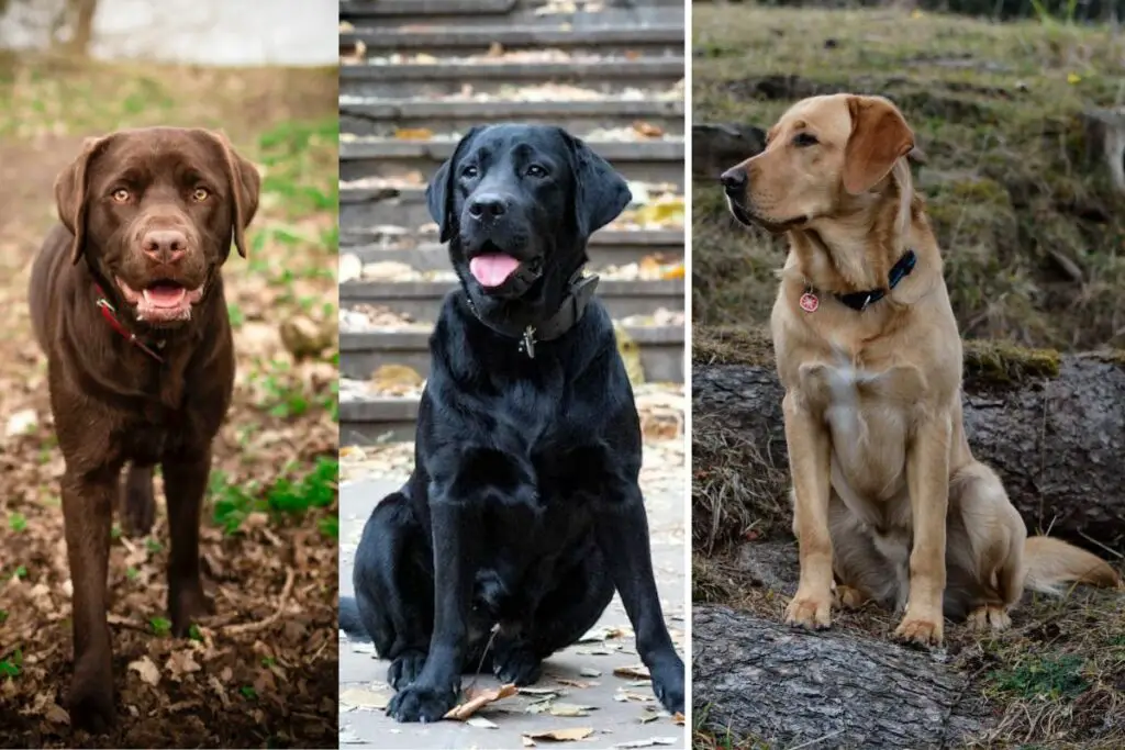 Labrador verschiedene Felle