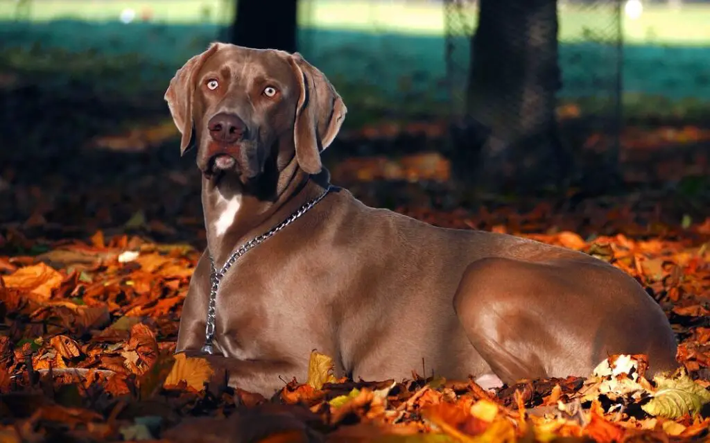 Kurzhaarige Hunde großer Rassen
