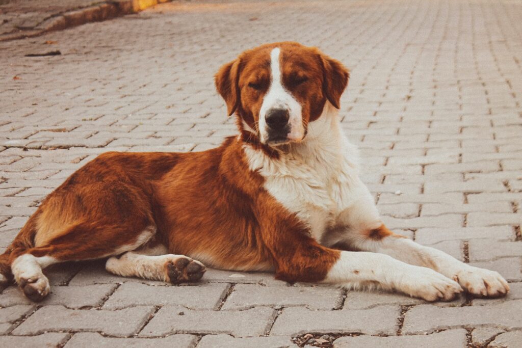 große italienische Hunde