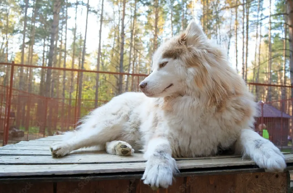 großer weißer Husky