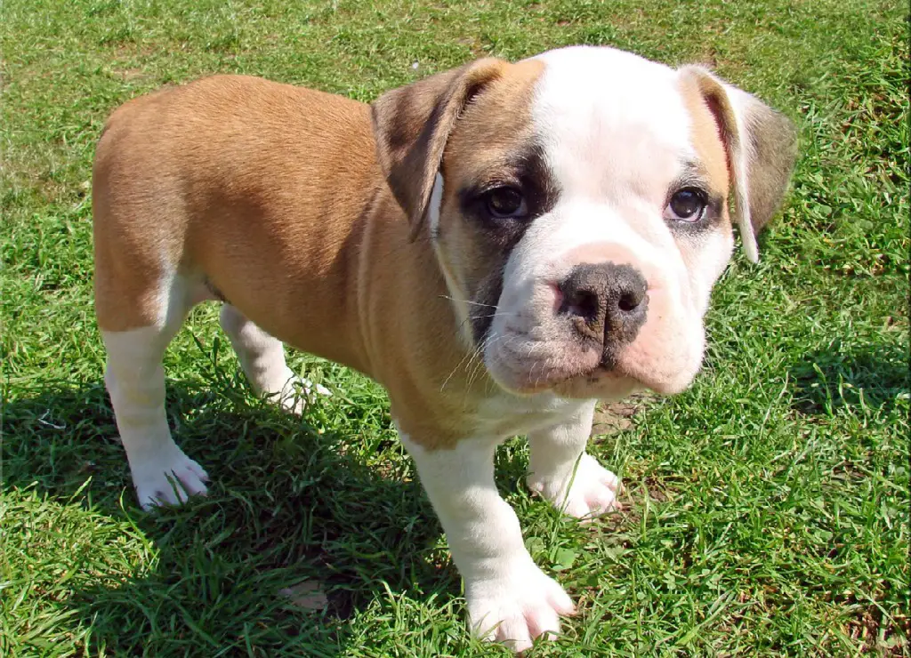 kleiner Bulldogge
