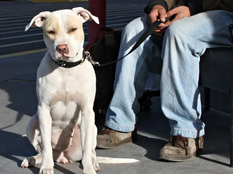 Daten zu Hundeentführungen durch den American Kennel Club