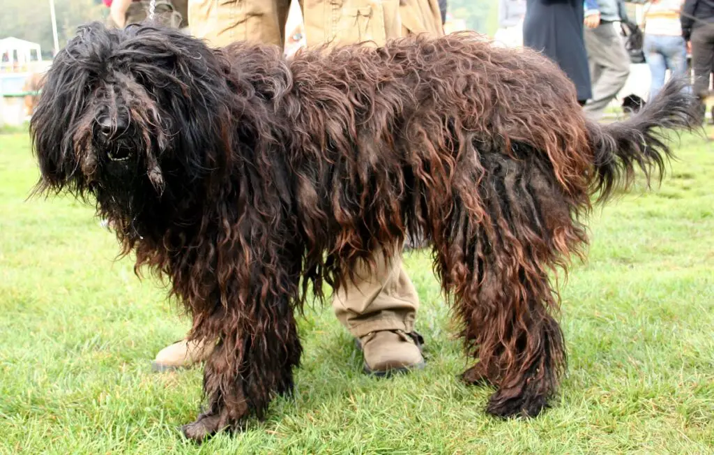 Hund mit langem Fell
