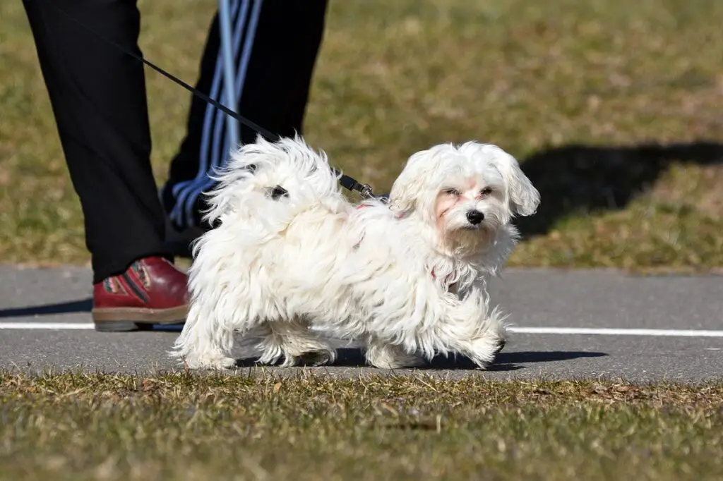 langhaarige Hunde
