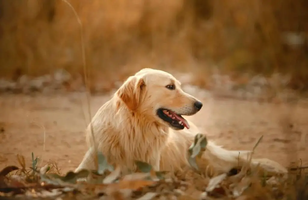 Langhaariger Golden Retriever
