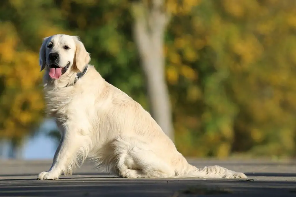 treuer Hund
