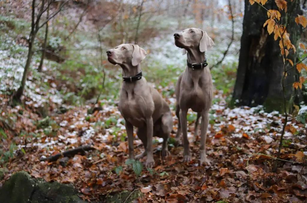 schönster Hund der Welt
