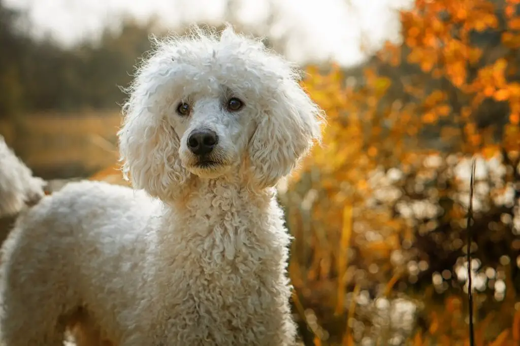 schönsten Hunde
